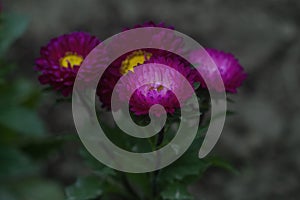 Purple Aster flowers photo