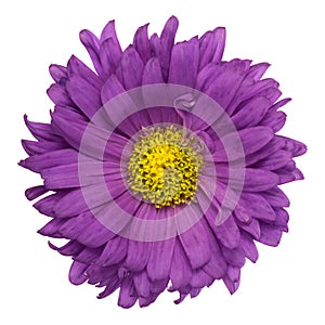 Purple aster isolated