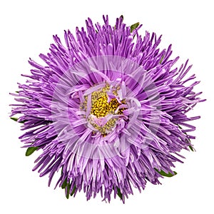 Purple aster isolated photo