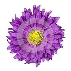 Purple aster isolated photo