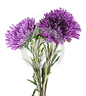 Purple aster isolated on white