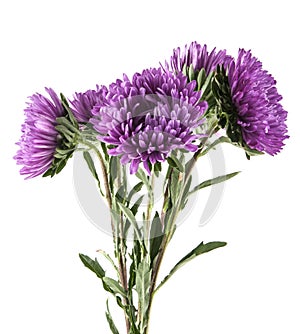 Purple aster isolated on white
