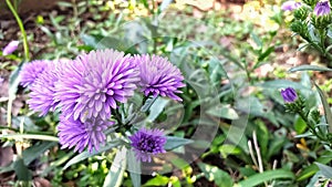 The purple aster tataricus