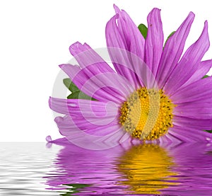 Purple aster in water