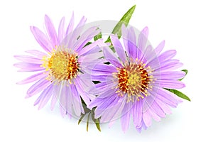 Purple asters close-up isolated.Lady in Blue; Purple Dome.