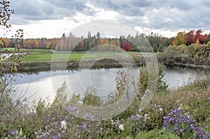 Purple Asters and fall foliage photo