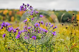 Purple Asters in Fall at High Cliff State Park. photo