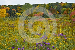 Purple Asters in Fall at High Cliff State Park.