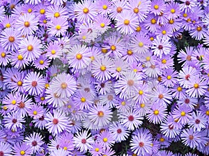 Purple asters in the fall