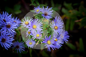 Purple Asters Flower Mound