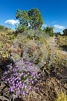 Purple Asters in Northern New Mexico