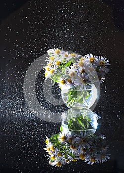 Purple asters in a round glass vase with a spray of water.