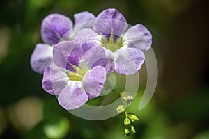 Purple Asystasia flowers : Chinese Violet photo