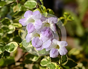 Purple Asystasia flowers : Chinese Violet photo
