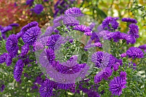 Purple autumn aster flower background
