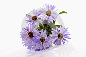 Purple autumn asters