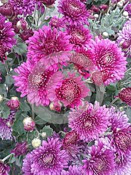 Purple autumn asters