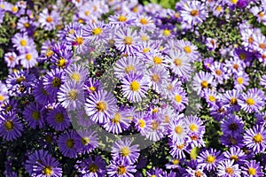 Purple autumn asters with yellow centers