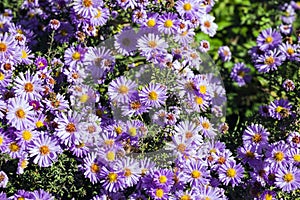 Purple autumn asters with yellow centers