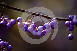 Purple Autumn berries