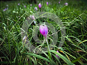 Purple autumn crocus