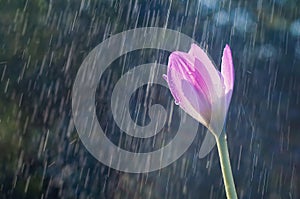 Purple autumn crocus flower colchicum autumnal on the backgrou