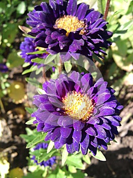 Purple autumn flowers and green foliage