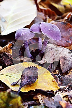 Purple Autumn Fruiting Fungi