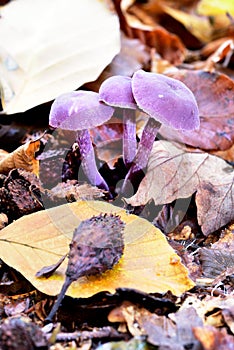 Purple Autumn Fruiting Fungi