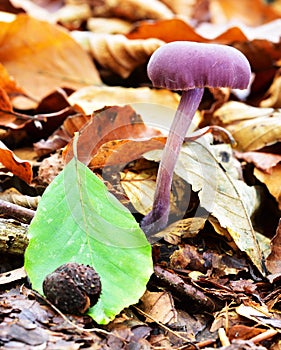 Purple Autumn Fruiting Fungi