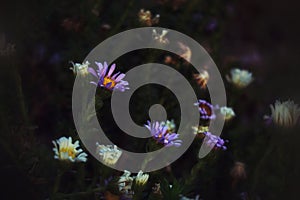 Purple avd white flowers in a dark green field