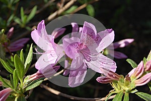 Purple Azalea Blossom