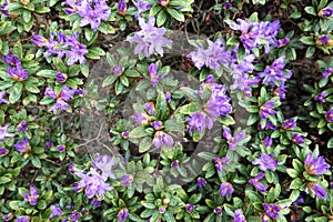 Purple Azalea blossom in springtime. full frame