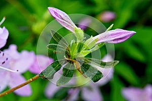 Purple Azalea Bud Pair