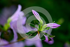 Purple Azalea Bud Pair