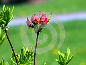 Purple Azalea buds