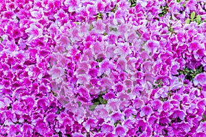 Purple Azalea Closeup