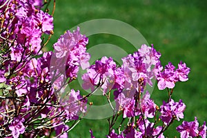 Purple Azalea Flower
