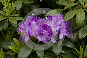 Purple azalea