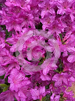 Purple Azalea Flowers in the Rain in Spring