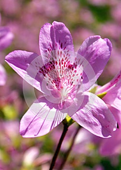 Purple Azalea photo