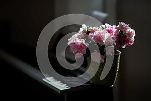 Purple azalea stands on the piano. lighting photo