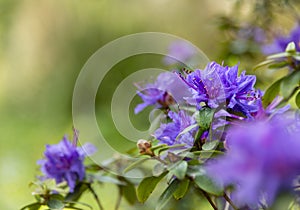 Purple Azalia in spring