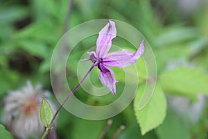 Purple back view single solitary clematis flower