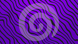 Purple background with black stripes, zebra design abstract layout. Moving motion design backdrop