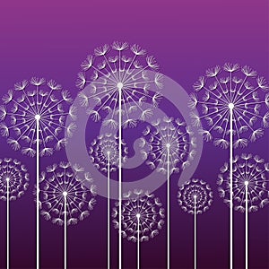 Purple background with white dandelions