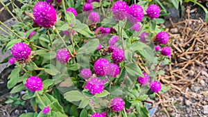 Purple ball amaranth flowers or also known as knob flowers are widely planted in people& x27;s yards in Indonesia