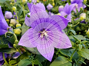 Purple Balloon flower, a perennial plant