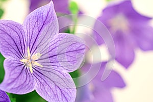 Purple balloon flower or Platycodon grandiflorus flower