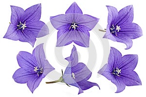 Purple Balloon flowers